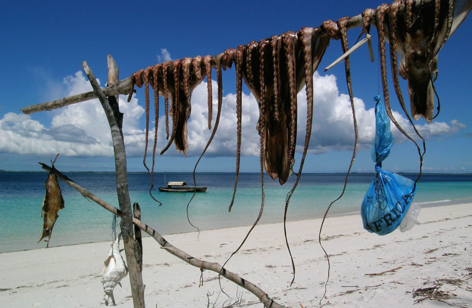Squid drying on the beach