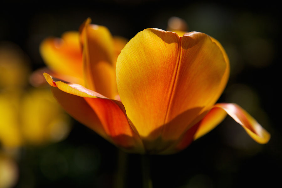 Yellow-red tulip in sidelight against black background