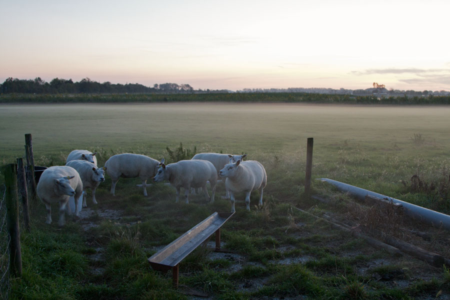 Sheep in Zeeland A small flock of sheep standing at dusk on a meadow in Zeeland / Holland