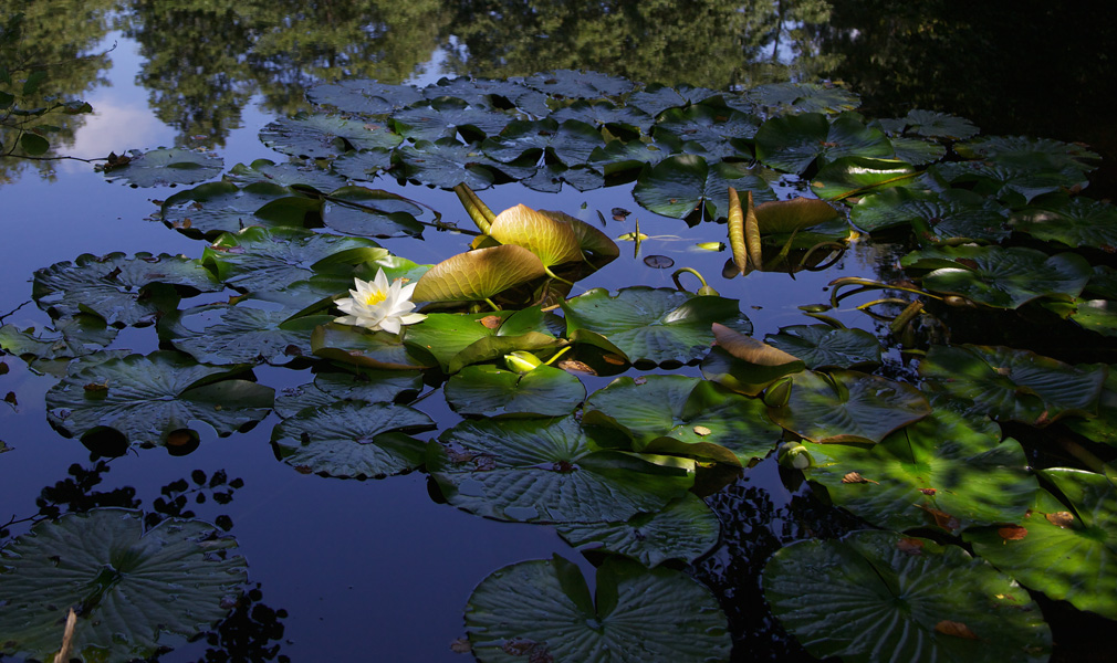 A single water lily in sunlight